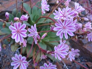 lewisia