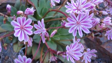 LEWISIA