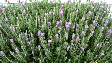 LAVANDULA – Parte 2