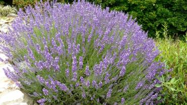 LAVANDULA – Parte 1