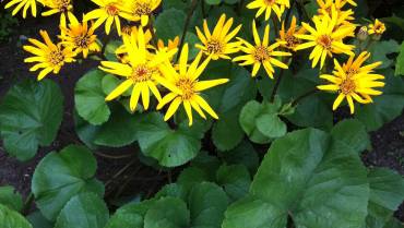 LIGULARIA