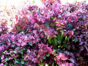 loropetalum