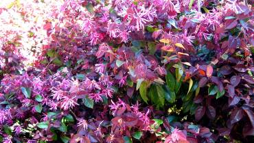 LOROPETALUM