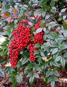 nandina