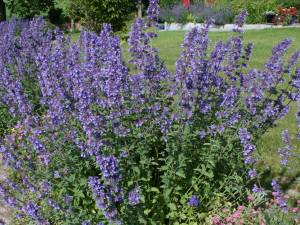 nepeta