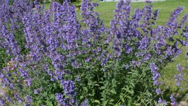 NEPETA