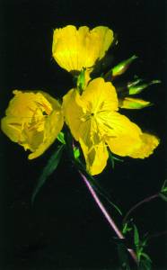 oenothera