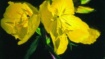 OENOTHERA