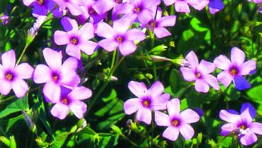 OXALIS