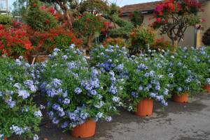 plumbago