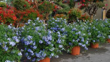 PLUMBAGO