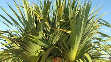 PANDANUS