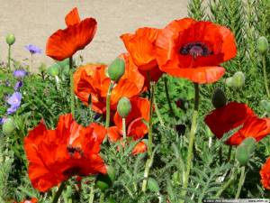 papaver