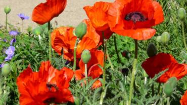 PAPAVER