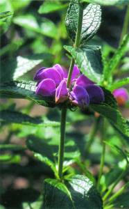 phlomis