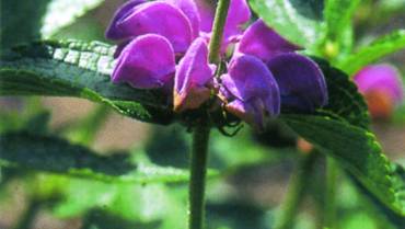 PHLOMIS