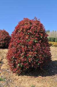 photinia