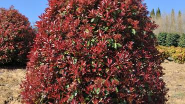 PHOTINIA