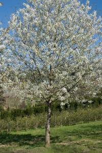 prunus