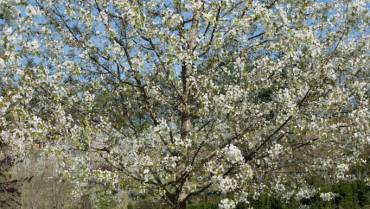 PRUNUS – Parte 1