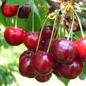 amareno-bitter-cherry-trees-cerisier-acide