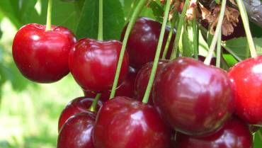 AMARENO / BITTER CHERRY TREES / CERISIER ACIDE