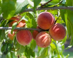 pesco-peach-tree-pêcher