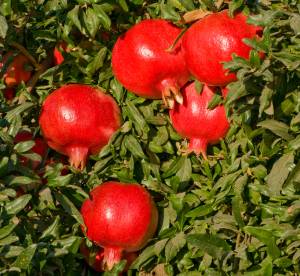 melograno-pomegranate-grenade