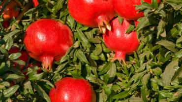 MELOGRANO / POMEGRANATE / GRENADE