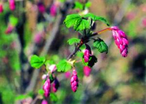 ribes