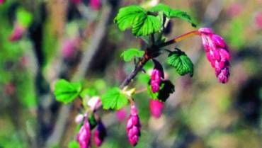 RIBES