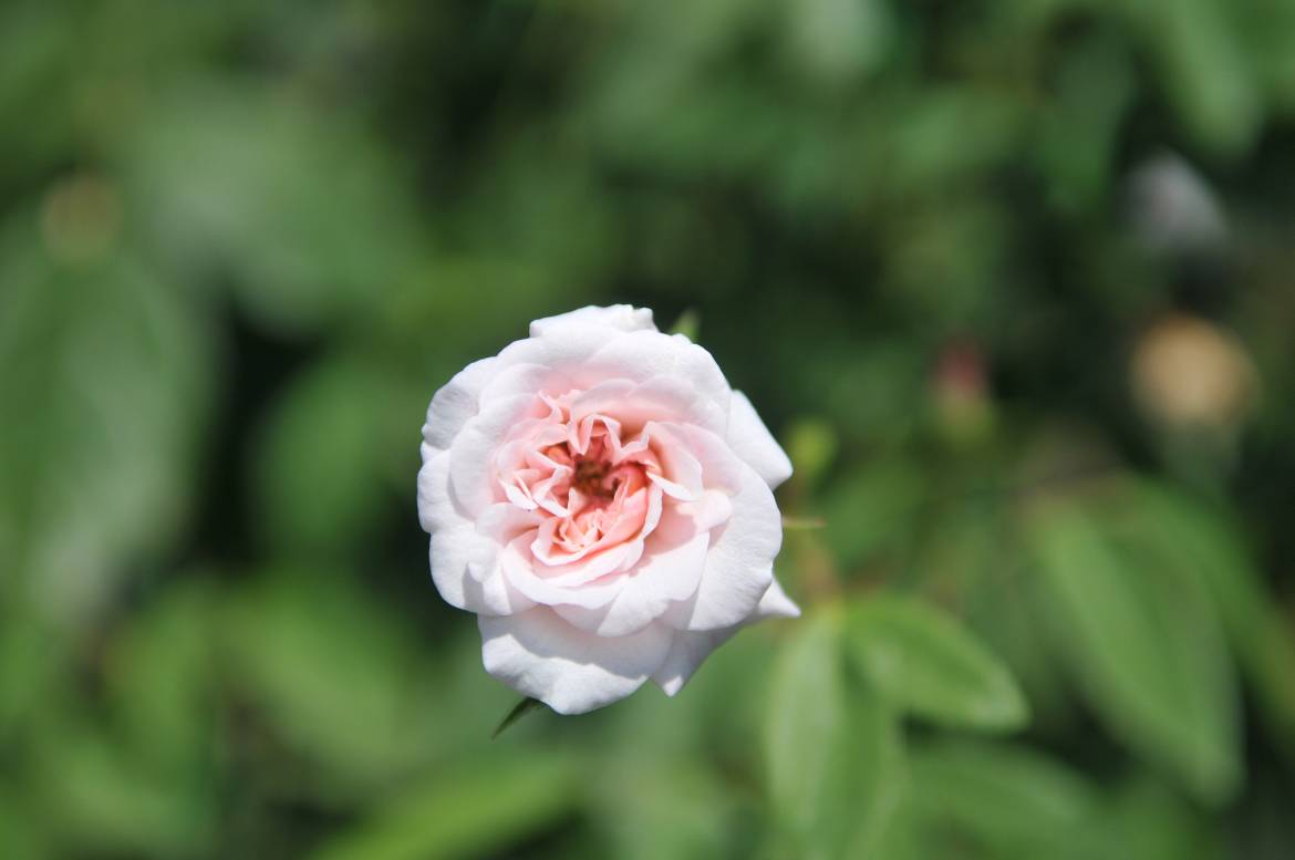 rosa-cecile-brunner.jpg