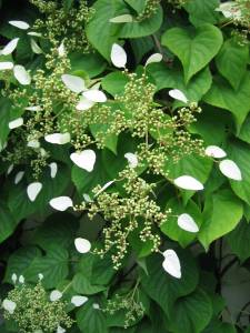 schizophragma