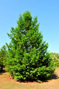 sequoia-sequoiadendron