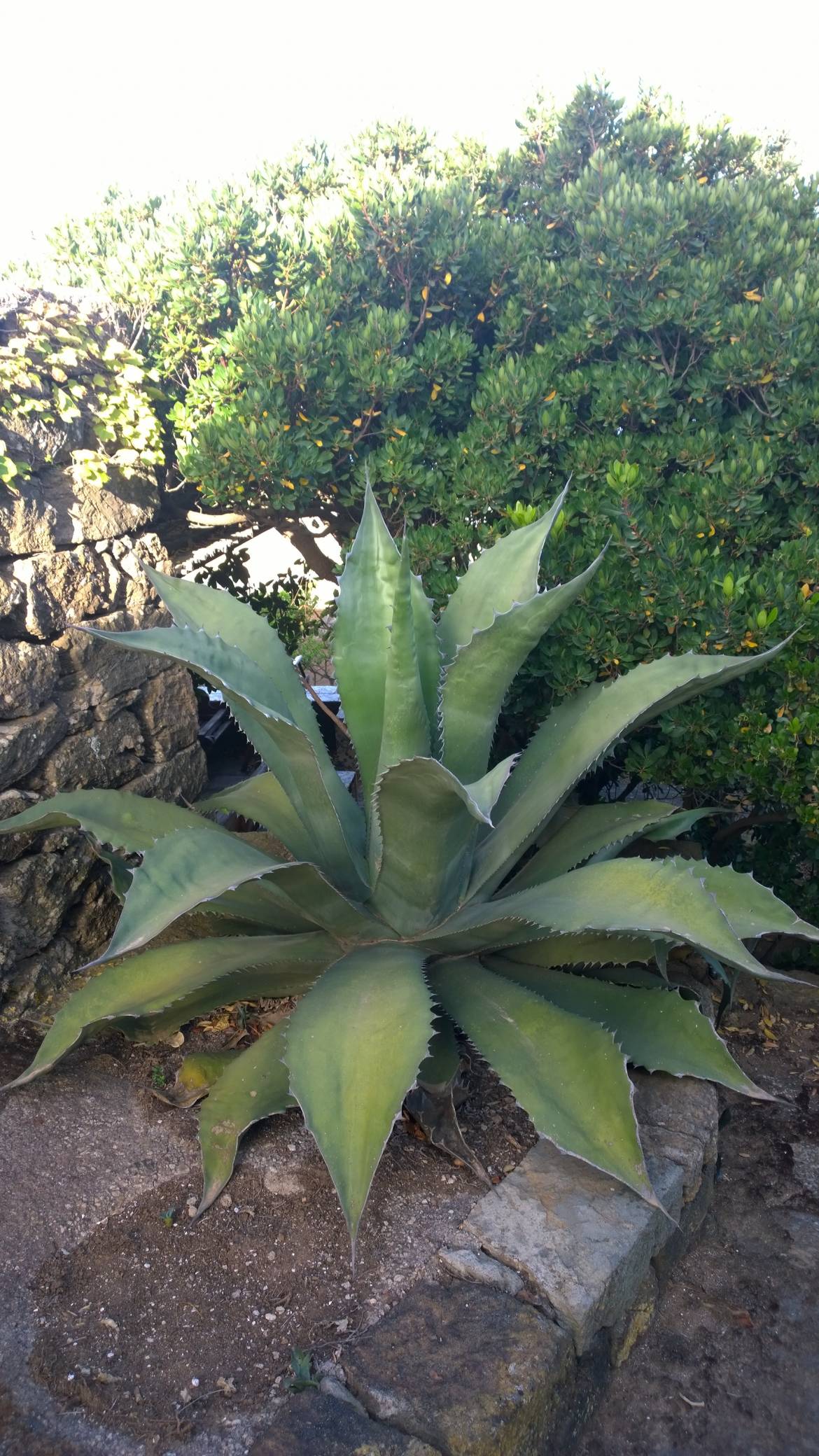 AGAVE-FEROX.jpg