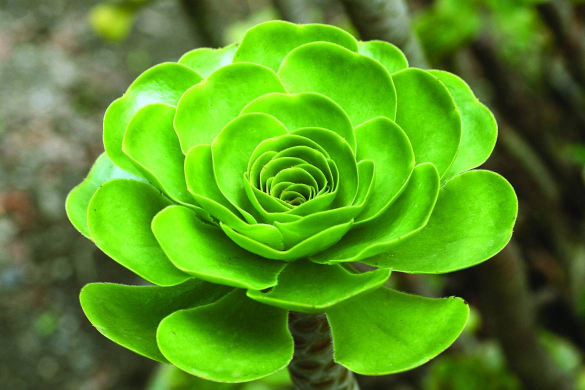 Aeonium-arboreum-001.jpg