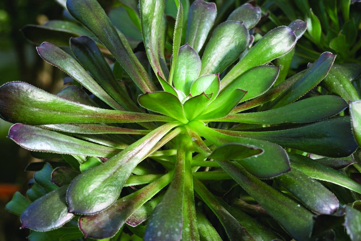 Aeonium-decorum-Atropurpureum-003.jpg