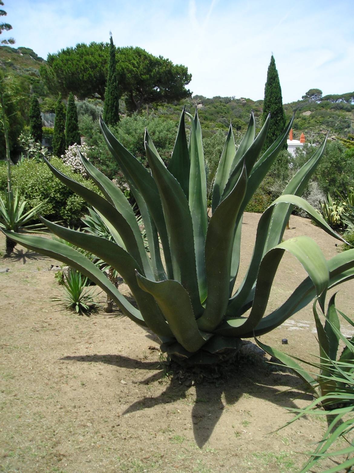 Agave-americana.jpg