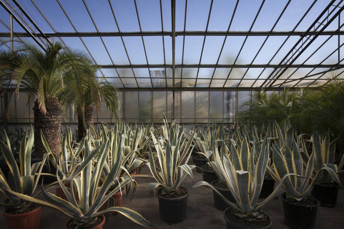 Agave-americana-variegata-_MG_0049.jpg