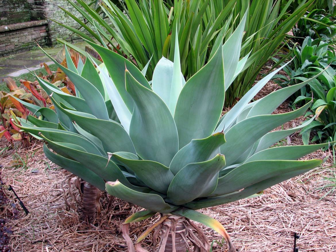 Agave_attenuata3.jpg