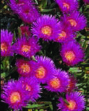 Carpobrotus-edulis.jpg