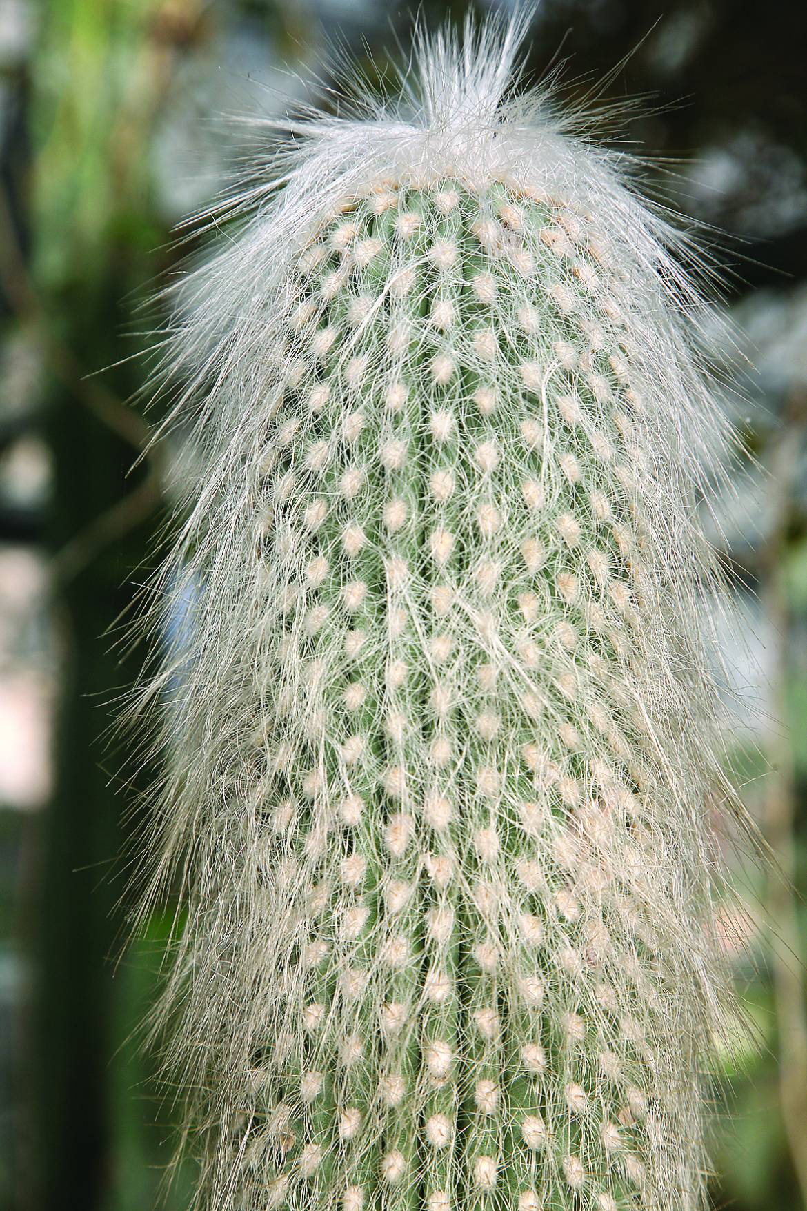 Cephalocereus-senilis-002.jpg