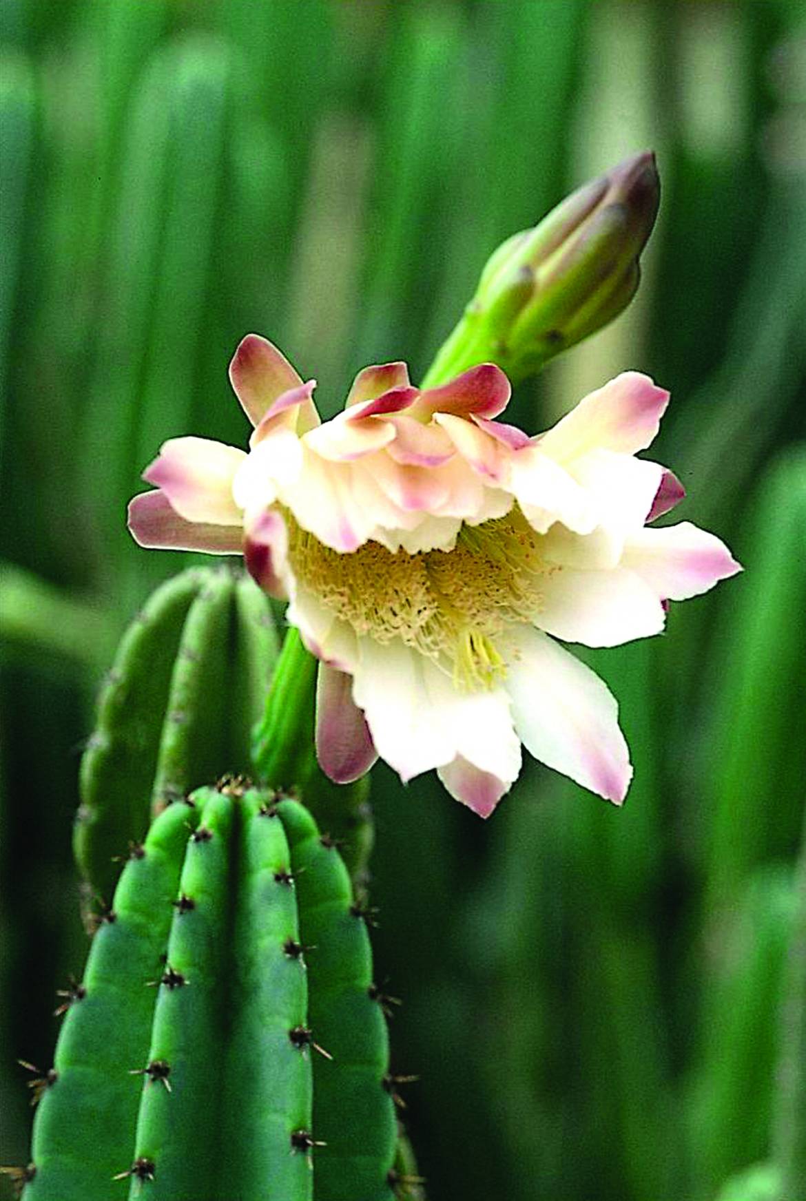 Cereus-peruvianus-2.jpg