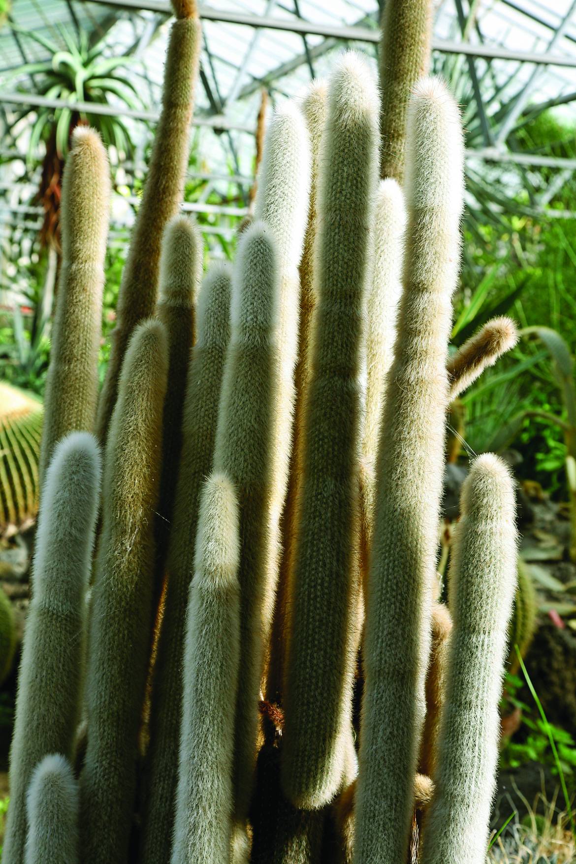 Cleistocactus-strausii-002.jpg