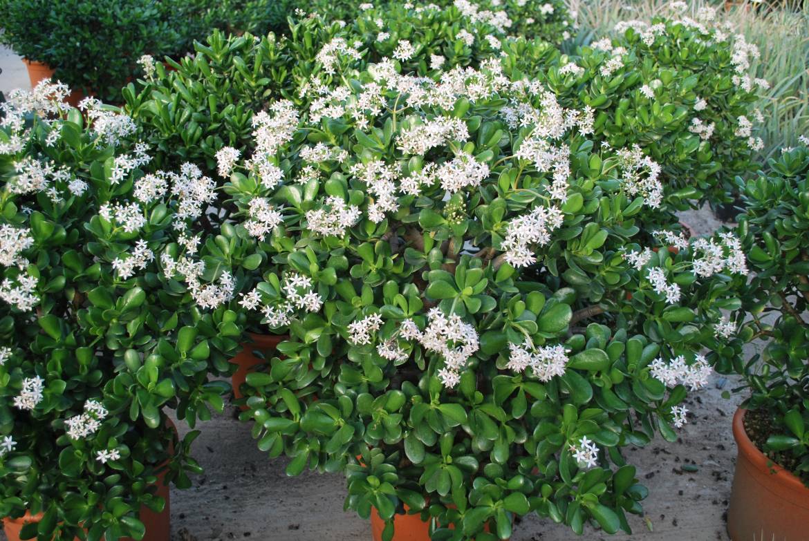 Crassula-Ovata-2.jpg