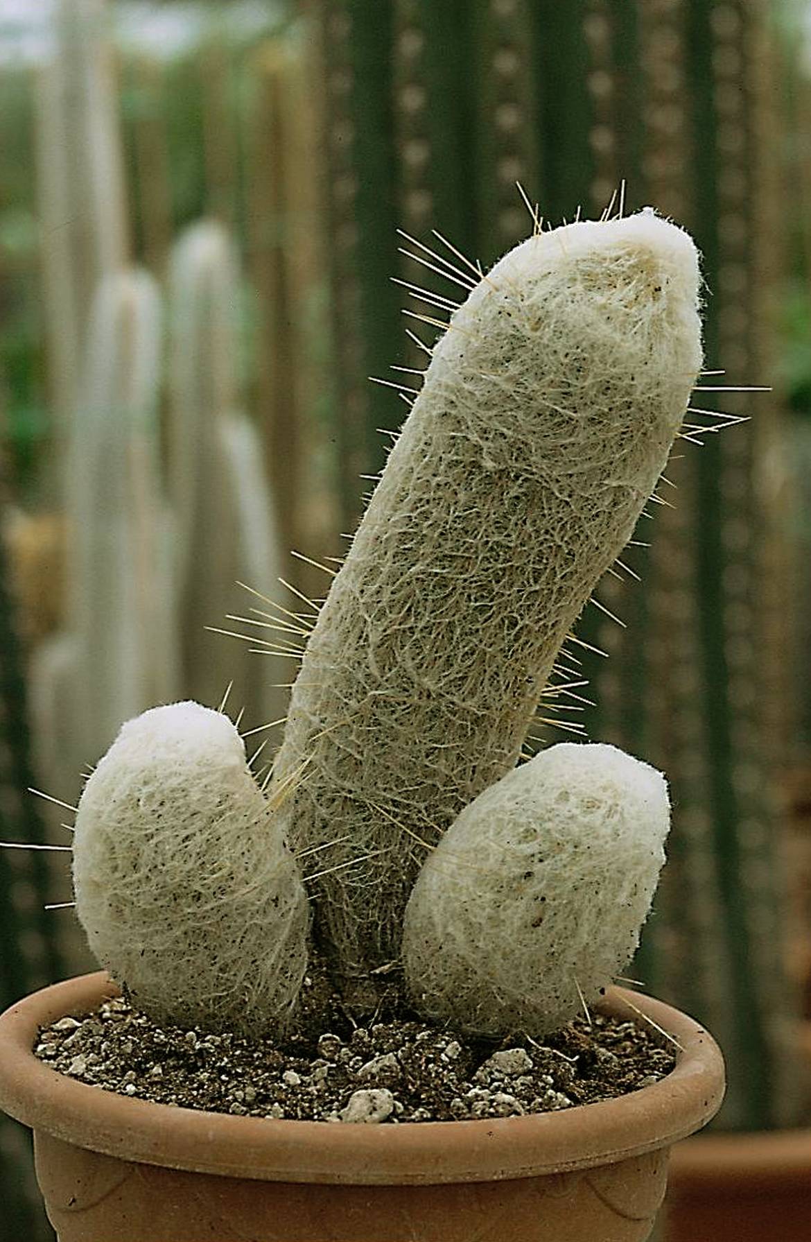 Espostoa-melanostele.jpg