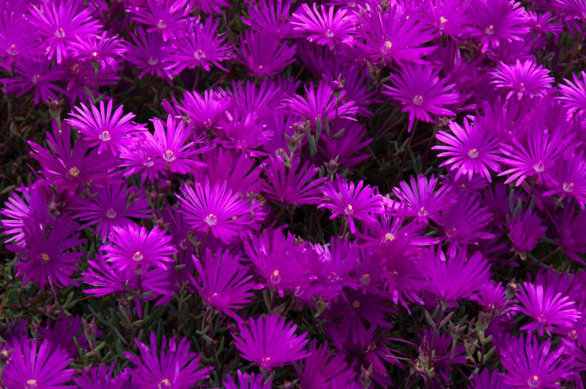 Lampranthus_spectabilis-AEEFB9BAE2.jpg