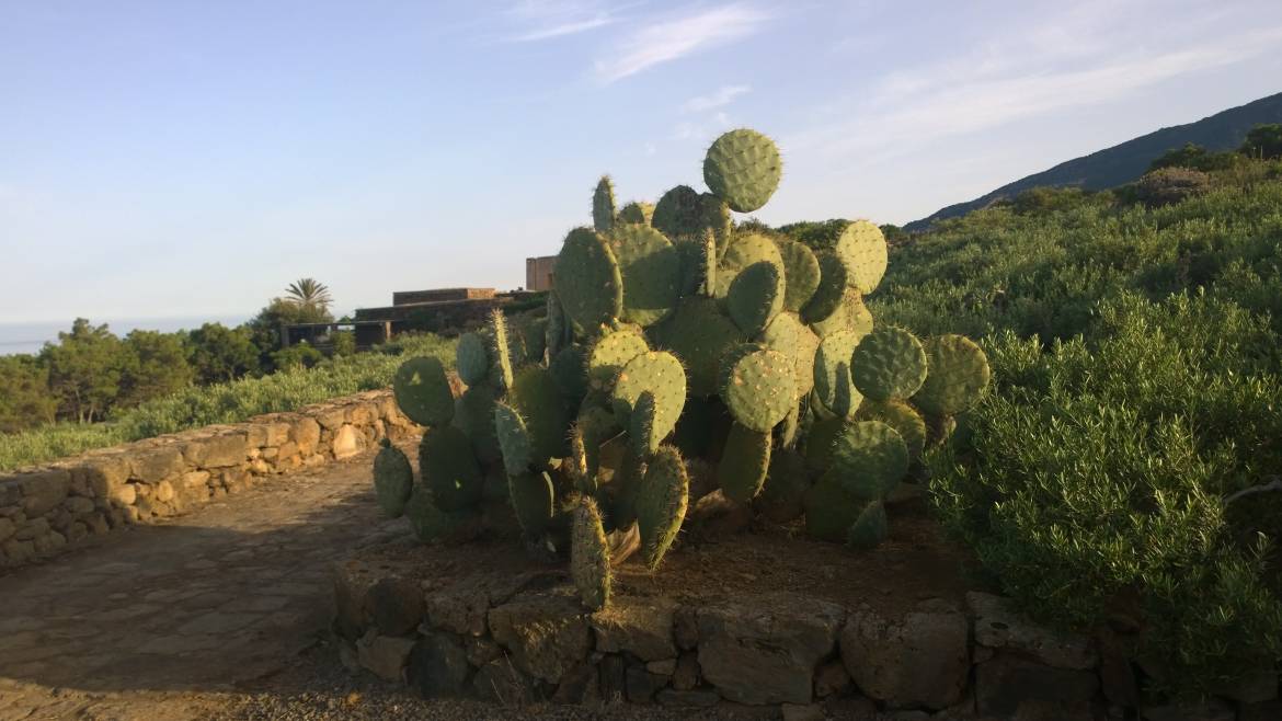 OPUNTIA-FICUS-INDICA-ROTUNDIFOLIA-2.jpg