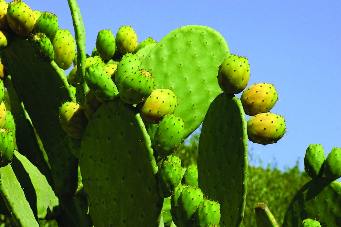 Opuntia-ficus-indica.jpg