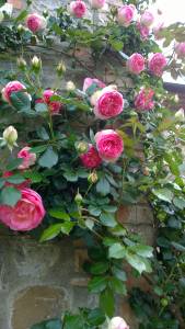 rose-rampicanti-climbing-roses-roses-grimpantes